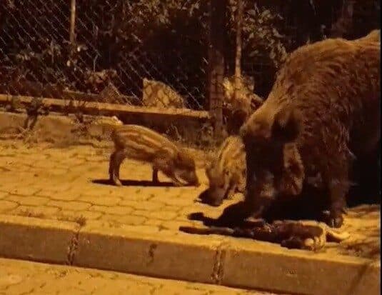 Marmaris’te Yaban Domuzlarının Kediye Saldırdığı Anlar Kameralara Yansıdı Muğla’nın Marmaris ilçesinde yaban domuzlarının bir kediyi saldırarak öldürmesi, cep