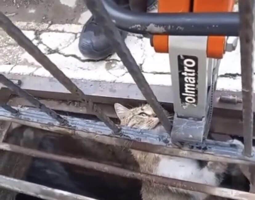 Çankırı’da mazgala sıkışan kedi itfaiye tarafından kurtarıldı. Çankırı'da yağmur suyu mazgalına sıkışan bir kedi, vatandaşların ihbarıyla itfaiye