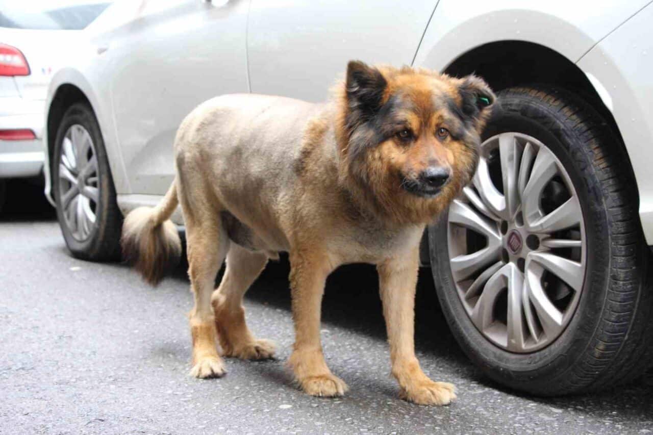 Trabzon'da tüyleri kesilerek 'Aslan Kralı' olarak adlandırılan sokak köpeği, kent