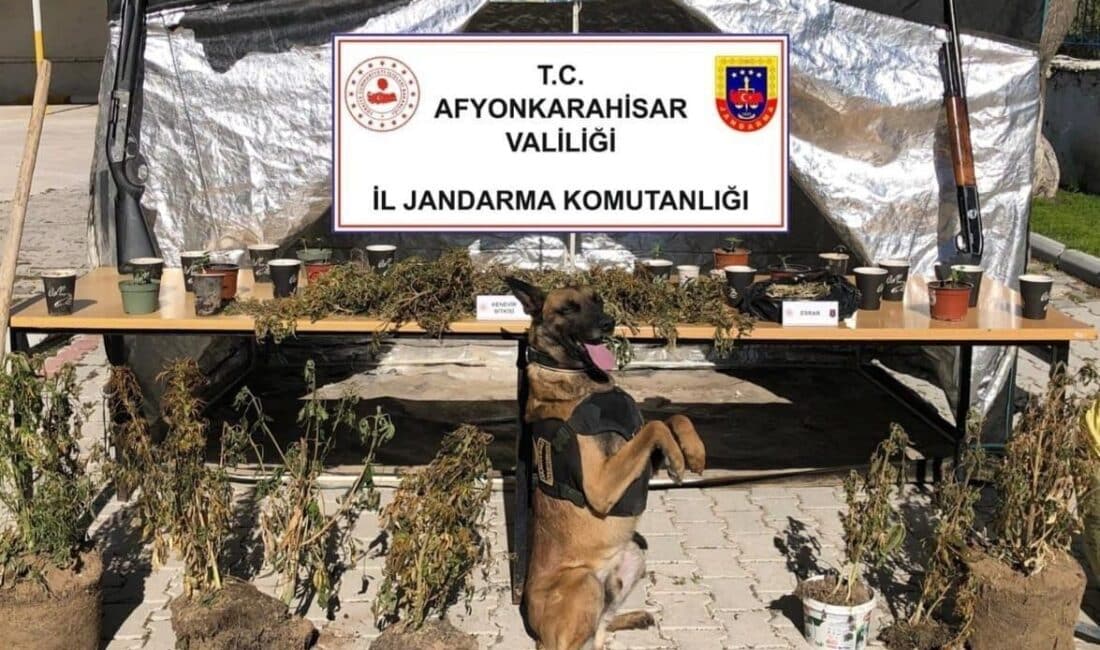 Afyonkarahisar’da Devlet Ormanına Kenevir Eken Şahıs Yakalandı, İklimlendirme Sistemiyle Üretim Yapmış Afyonkarahisar’ın Dinar ilçesinde R.Ç. isimli şahıs, devlet ormanına kenevir ekleyip