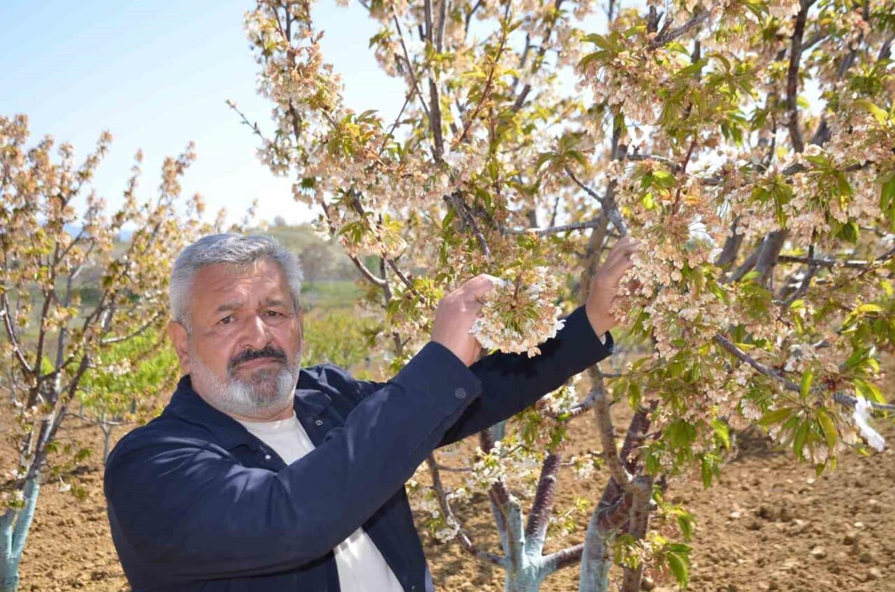 Bilecik’in Söğüt ilçesine bağlı Küre Köyü’nde zirai don nedeniyle bu