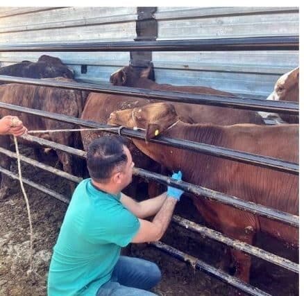 Kütahya Pazarlar’da Yurt Dışından İthal Edilen Hayvanların Kontrolleri Yapıldı Kütahya Pazarlar'da, İlçe Tarım ve Orman Müdürlüğü veterinleri, besicilik için