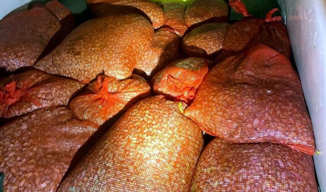 Samsun’da Kaçak Olarak Avlanan 1 Ton Kum Midyesi Doğaya Gerİ Kazandırıldı Samsun'da yapılan bir operasyonda, kaçak avcılıkla ele geçirilen 1 ton