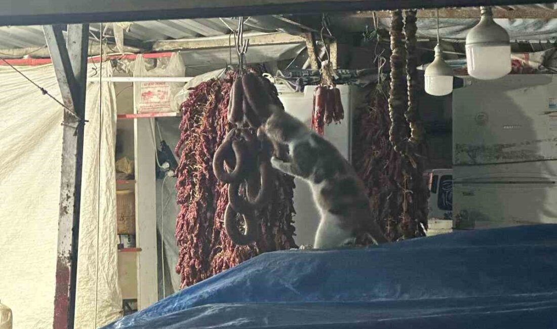 Hatay’daki Pazar Tezgahında Sucuk Yiyen Kedi, Kameralara Yansıdı Hatay'ın Antakya ilçesindeki Haraparası Mahallesi'nde kurulan semt pazarında bir kedi,