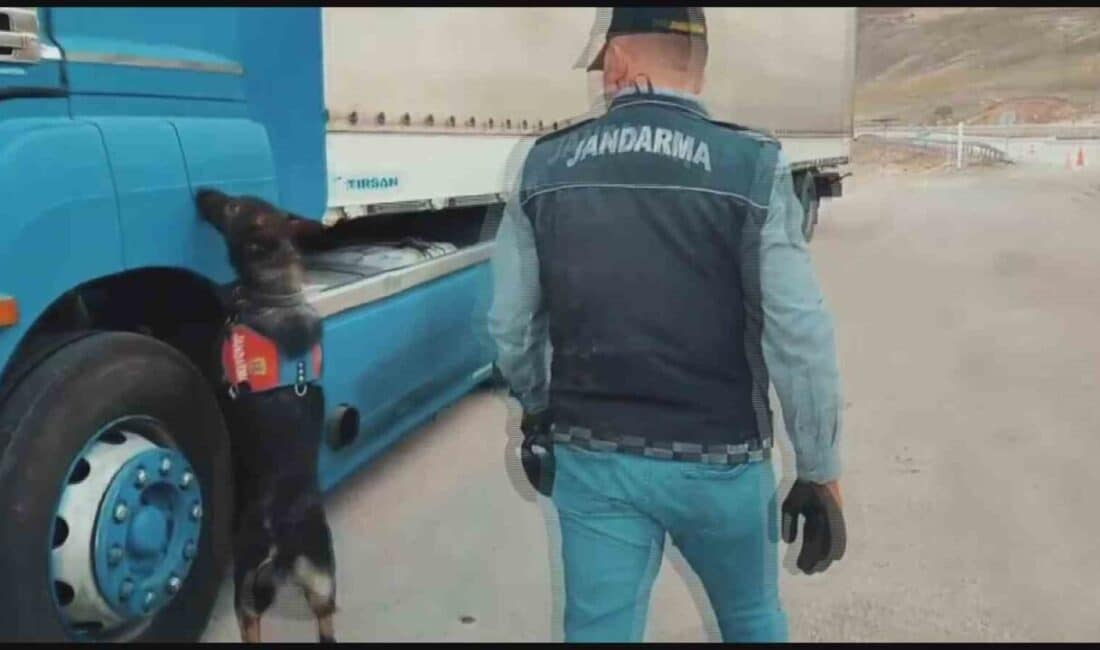 Kayseri’de Jandarma, Tütün Tespit Köpeği ile 1100 Paket Kaçak Sigara Ele Geçirdi Kayseri'de jandarma, tütün tespit köpeği ile yaptığı denetimlerde 1,100 paket