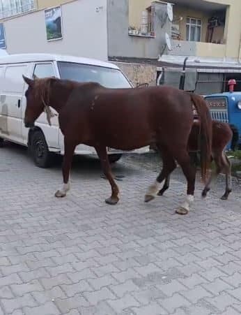Tekirdağ’da Başıboş Dolaşan Atlar, Sürücülere Zor Anlar Yaşatıyor Tekirdağ Süleymanpaşa'da serbest dolaşan atlar, sabah saatlerinde mahalleler arasında otlarken