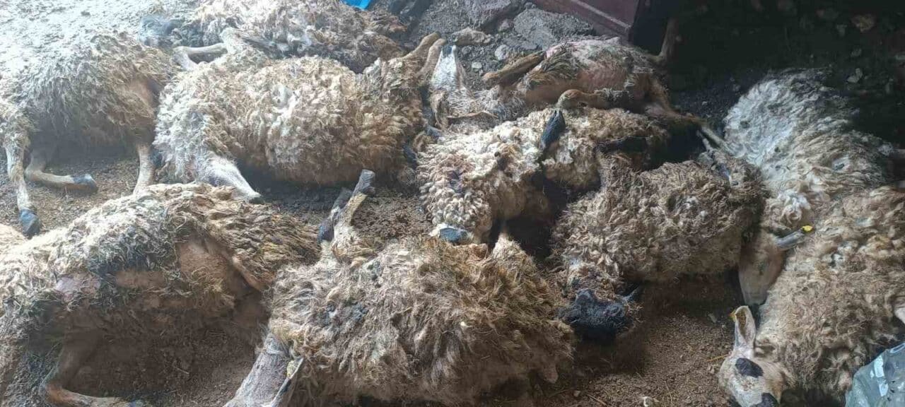 Tunceli'nin Gedikler köyünde koyunların aniden korkması sonucu yaşanan izdihamda 11