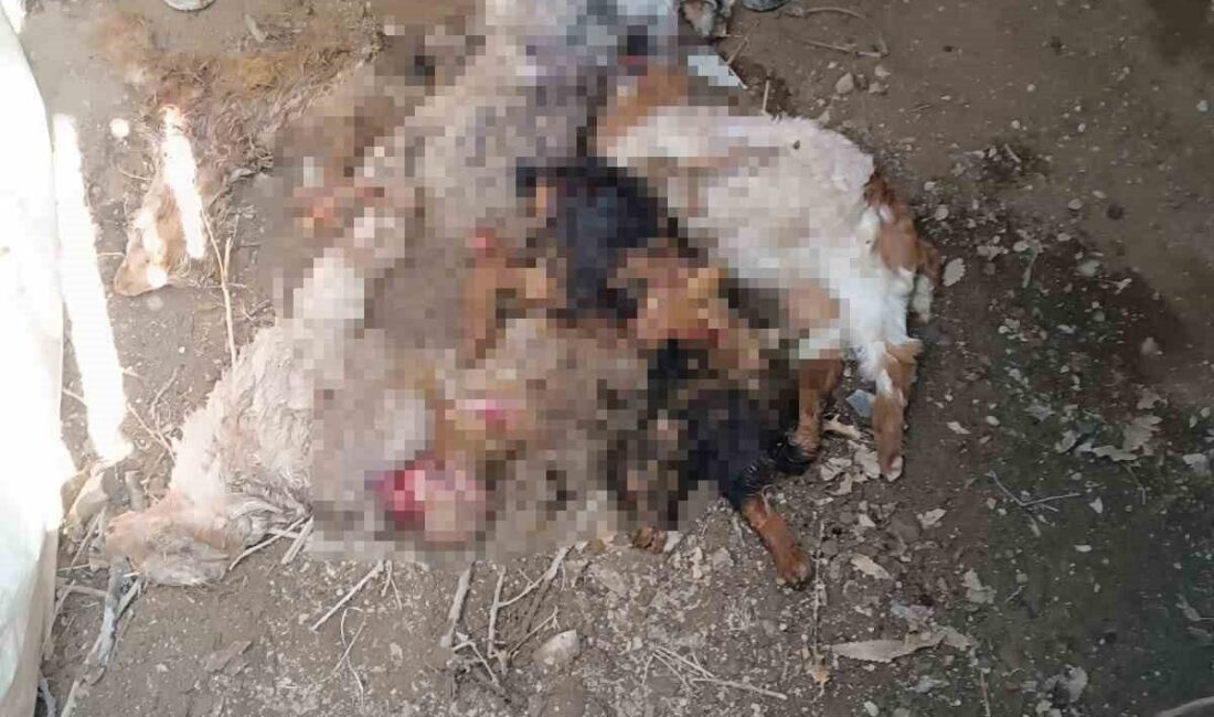 Çatak’ta Ayı Ahıra Girdi, 20 Keçiyi Telef Etti Van'ın Çatak ilçesindeki Övecek Mahallesi'nde Hüseyin Tuman'ın ahırına giren bir
