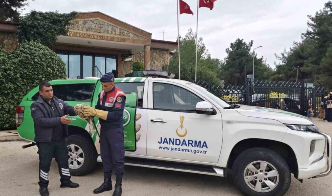 Gaziantep’te yaralı bulunan nesli tükenme tehlikesindeki şahine jandarmadan yardım eli uzandı. Gaziantep'in Araban ilçesinde yaralı bir şahine, İl Jandarma Komutanlığı'nın çevre