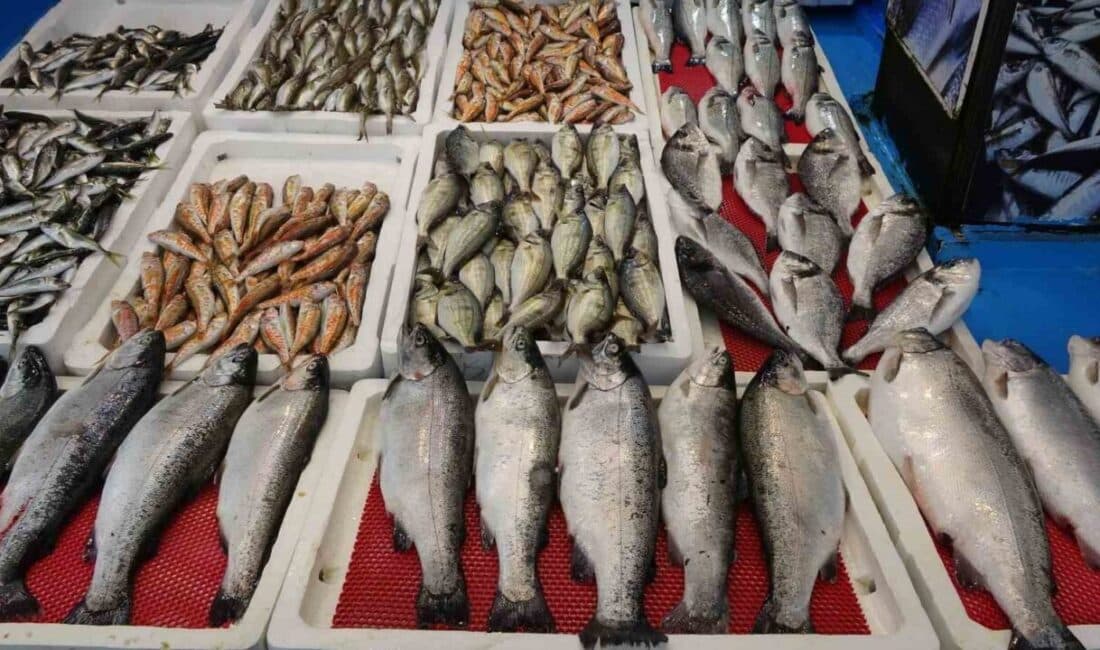 Av yasağının sona ermesiyle balıkçılar, denizden bol miktarda palamut, hamsi