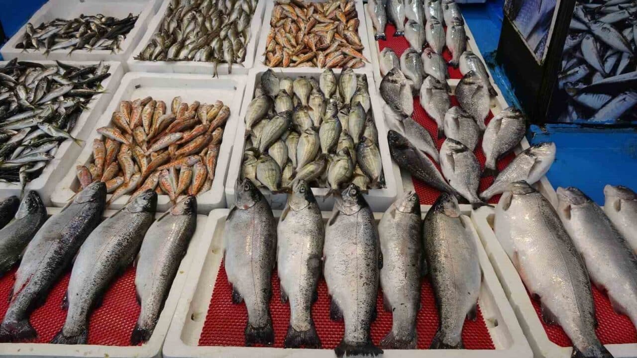 Av yasağının sona ermesiyle balıkçılar, denizden bol miktarda palamut, hamsi
