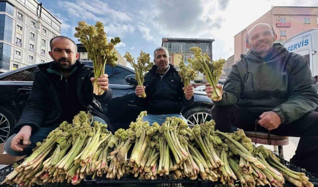 Yüksekova’da Yetişen Uçkun Bitkisi, Geçim Kaynağı Olmaya Devam Ediyor! Hakkari'nin Yüksekova ilçesinde, bölgenin yüksek kesimlerinde doğal olarak yetişen yayla