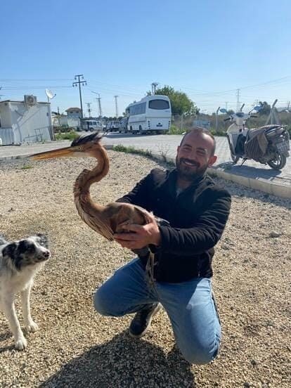 Hatay’da Yaralı Ergüvani Balıkçıl Kuşu, Rehabilitasyon Merkezine Gönderildi Hatay'da Mehmet Çelik, yol kenarında yaralı bir erguvani balıkçıl kuşu