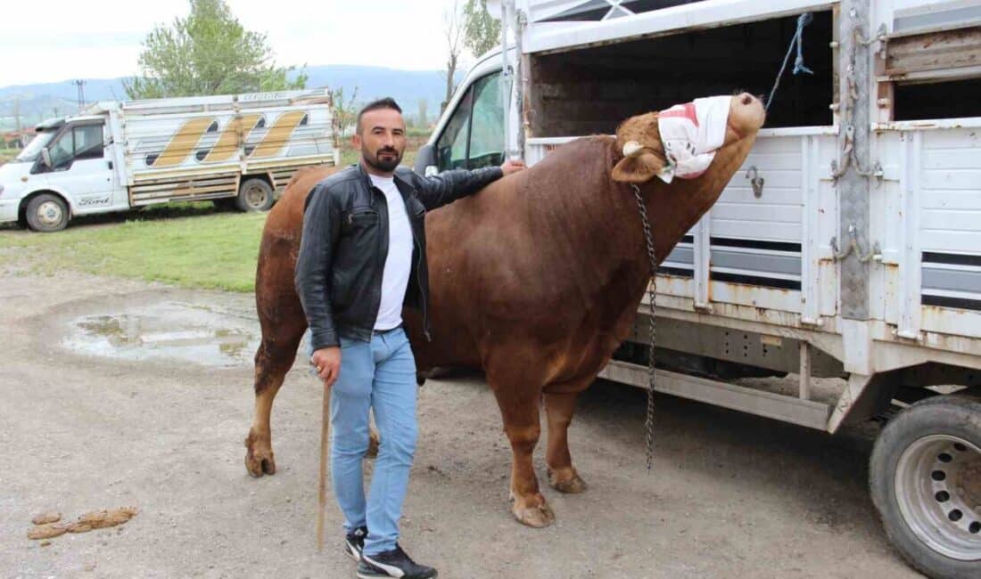 Çorum'da besici İbrahim Işık, 1 ton 150 kilogram ağırlığındaki kurbanlık