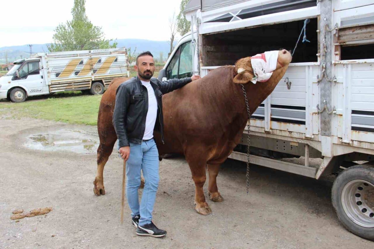 Çorum'da besici İbrahim Işık, 1 ton 150 kilogram ağırlığındaki kurbanlık