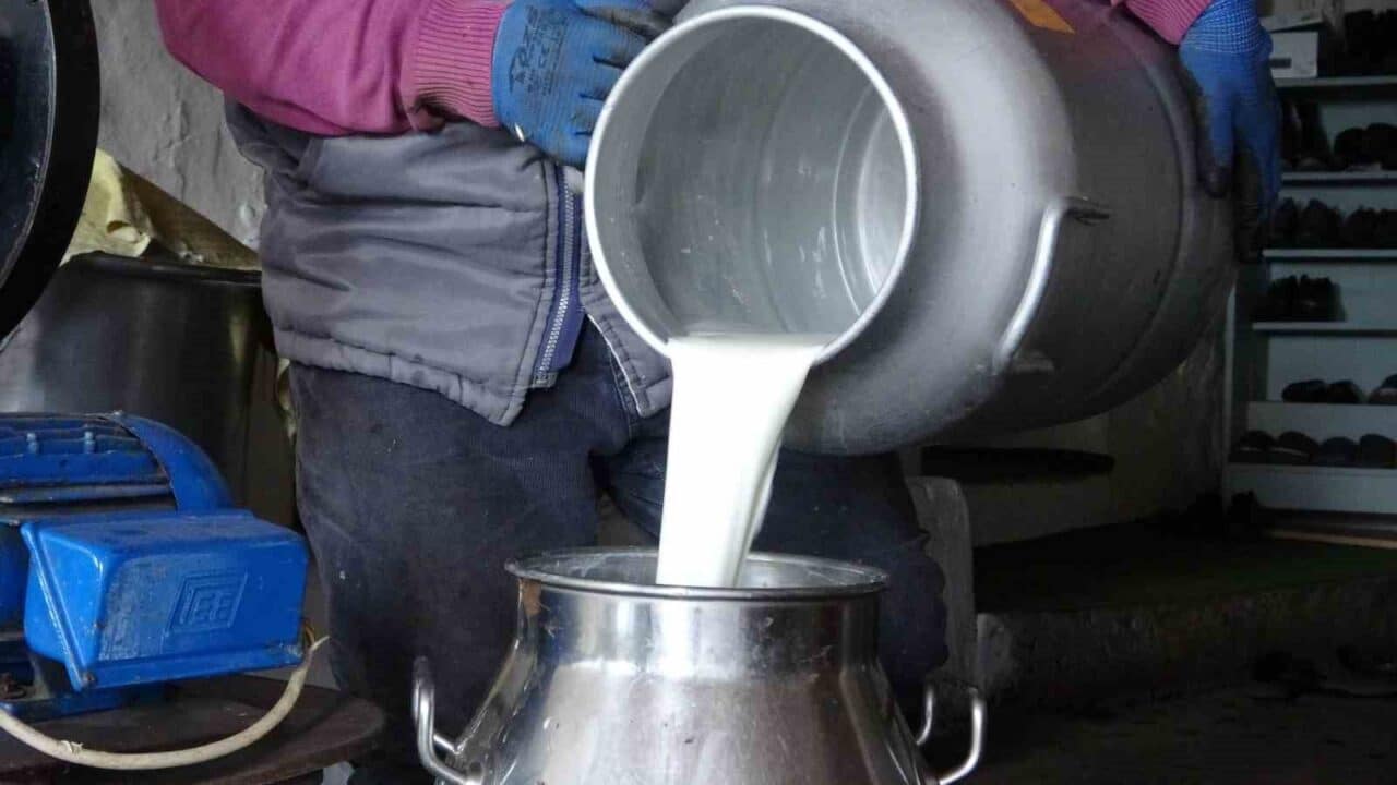 Ardahan'da süt üreticileri, artan maliyetlere rağmen mandıraların düşük fiyatlarla süt
