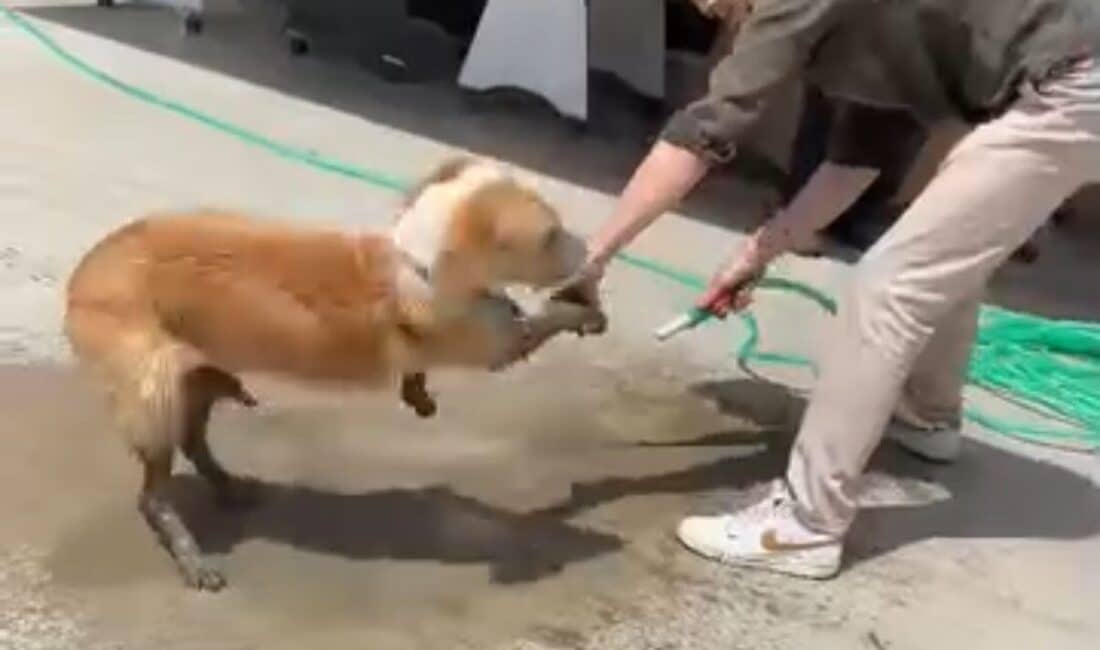 Düzce'de bir sokak köpeği, inşaat alanındaki betona girerek mahsur kaldı.