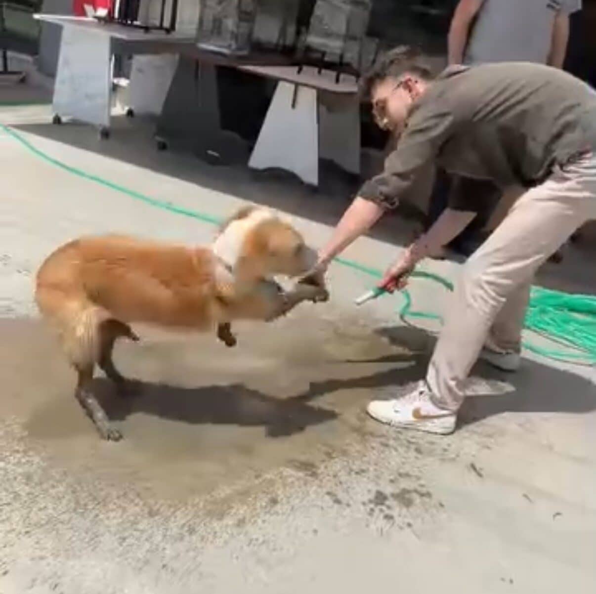 Düzce'de bir sokak köpeği, inşaat alanındaki betona girerek mahsur kaldı.