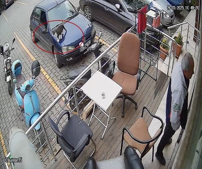 Bartın'da bir kedi, bir kuaför önünde araçların arasında gezindiği sırada