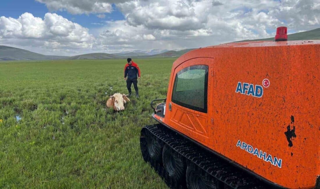 Ardahan’da Bataklığa Sıkışan İnek, 1 Saatlik Çaba ile Kurtarıldı Ardahan'ın Büyük Sütlüce köyünde bataklığa saplanan bir inek, köy sakinlerinin