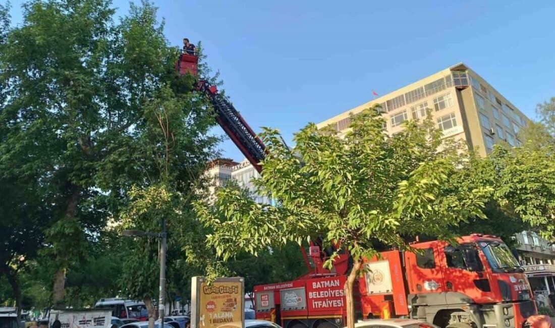 Batman'da iki yavru karga, Turgut Özal Caddesi'nde ağaçtan düşerek yaralandı.