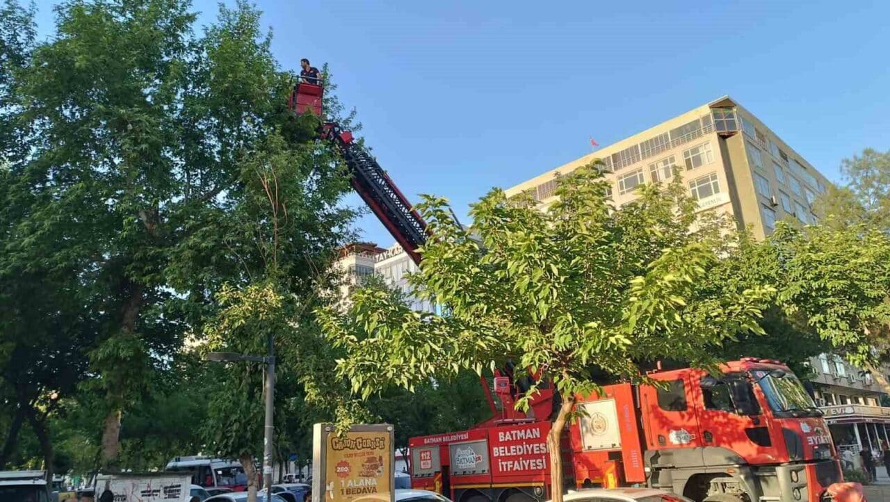 Batman'da iki yavru karga, Turgut Özal Caddesi'nde ağaçtan düşerek yaralandı.