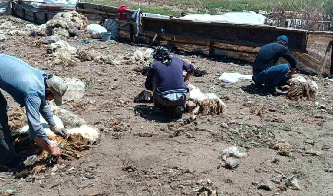 Kozluk’taki Göçerler, Zorlu Şartlarda Peynir Üretmeye Devam Ediyor Batman'ın Kozluk ilçesinde, göçer aileler zorlu koşullarda peynir üretiyor. Fevzi
