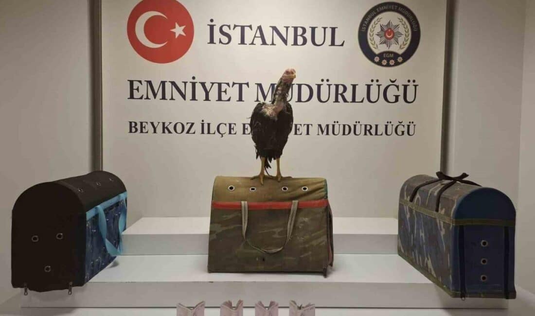 Beykoz'daki horoz dövüşü operasyonunda 21 kişi gözaltına alınarak toplamda 194