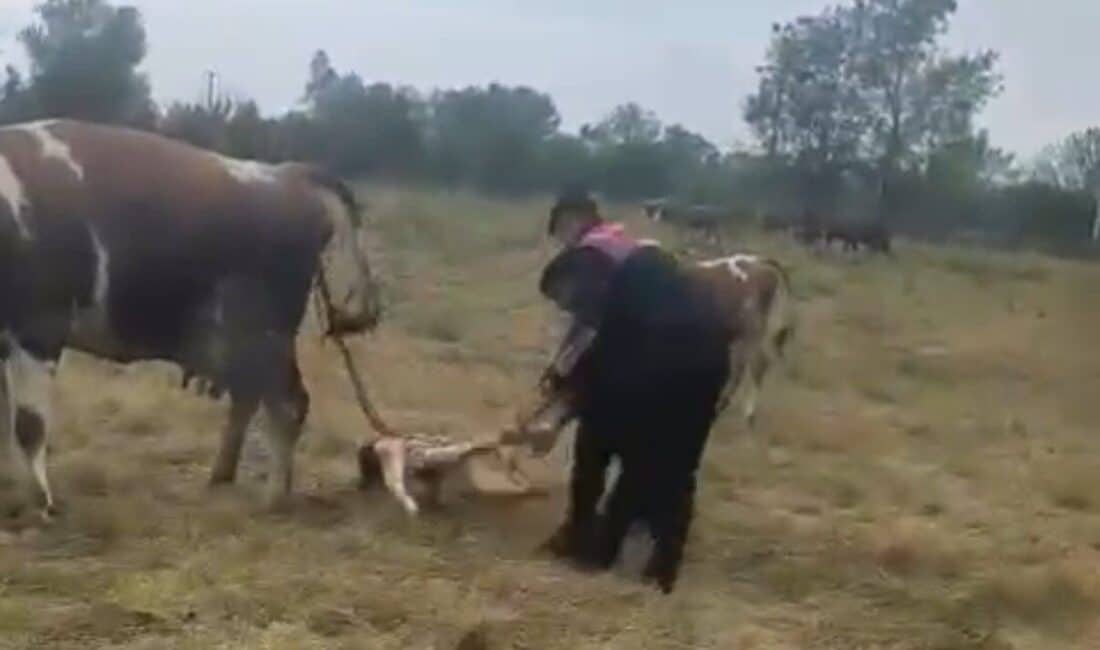 Jandarma ekipleri, Düzce’de zorlanan büyükbaş hayvana doğum yardımında bulundu. Düzce'deki Gündolaması köyünde devriye gezen jandarma ekipleri, merada zorlanan bir