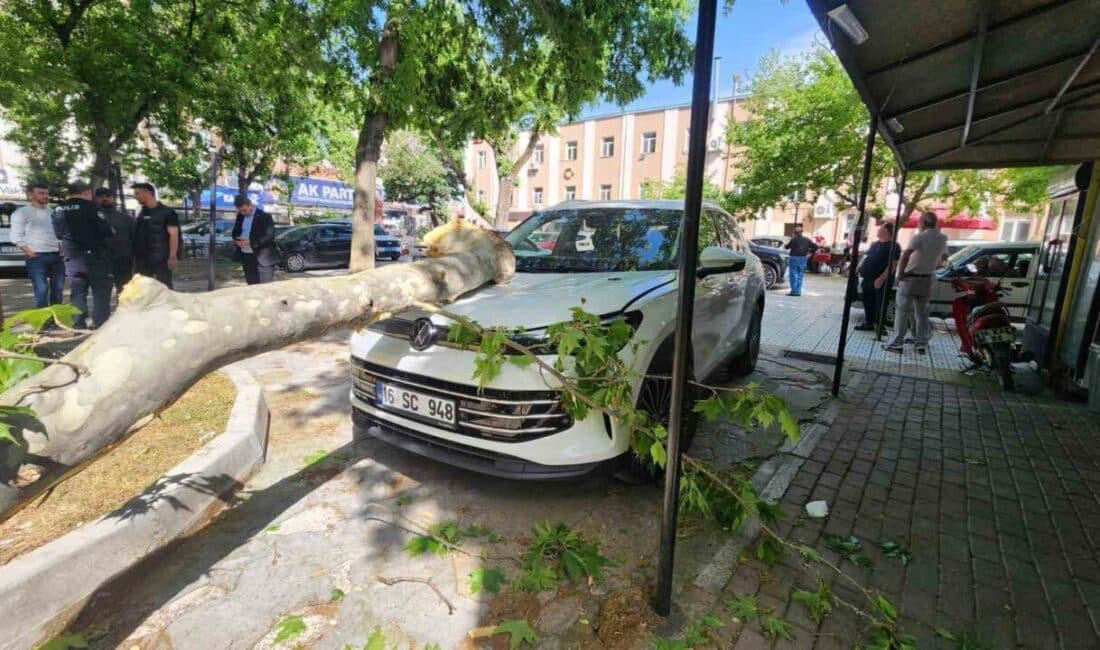 Mustafakemalpaşa’da Çınar Ağaçından Kopan Dal, Park Halindeki Aracın Üzerine Düştü Mustafakemalpaşa'da öğretmenevi bahçesindeki çınar ağacından kopan dal, park halindeki bir