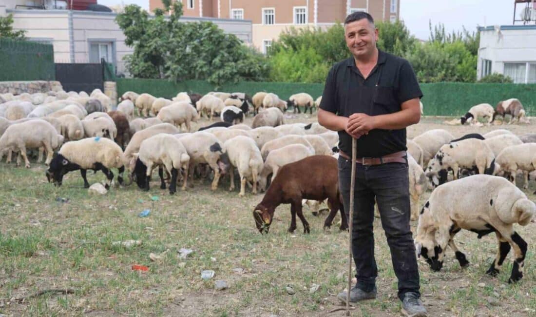 Hatay'da bu yıl kurbanlıklara ilgi artarken, küçükbaş kurban fiyatları 12