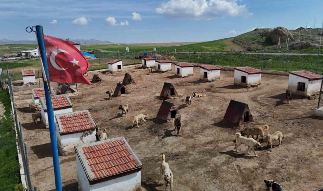 Sivas'ta Kangal köpeği üreticisi Umut Taşdelen, Suudi Arabistan, Katar ve