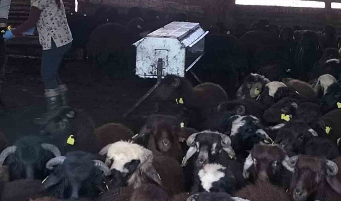 Elazığ’da küçükbaş hayvanların aşılanması ve küpelenmesi için çalışmalar devame diyor. Elazığ'ın Karakoçan ilçesinde Tarım ve Orman Müdürlüğü, küçükbaş hayvanlara yönelik