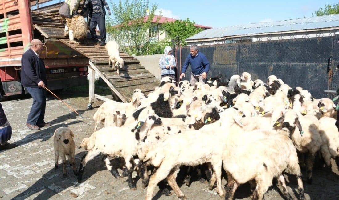 Erzincan'daki Şavak aşireti mensubu küçükbaş hayvan üreticileri, 8 ay süren