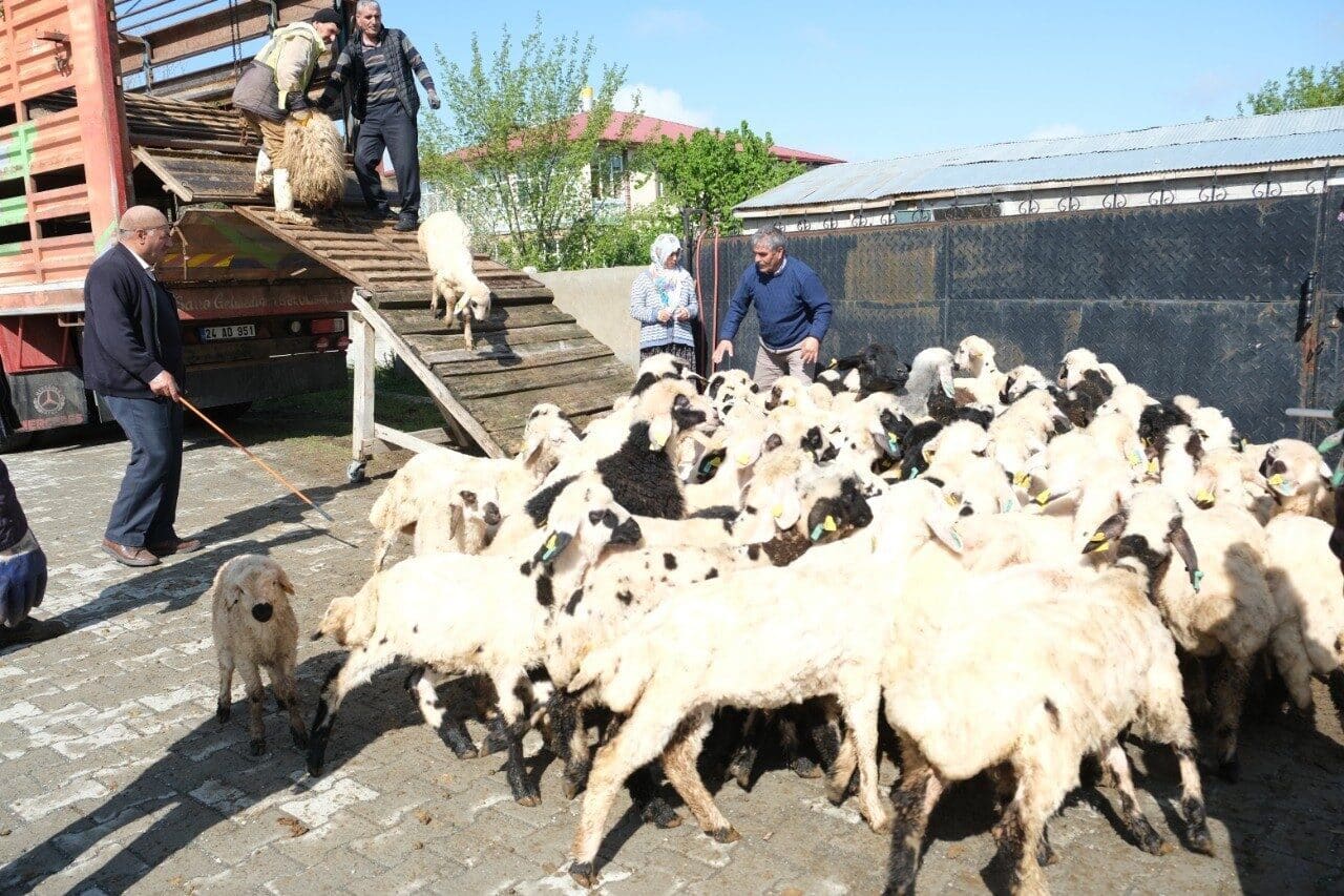 Erzincan'daki Şavak aşireti mensubu küçükbaş hayvan üreticileri, 8 ay süren