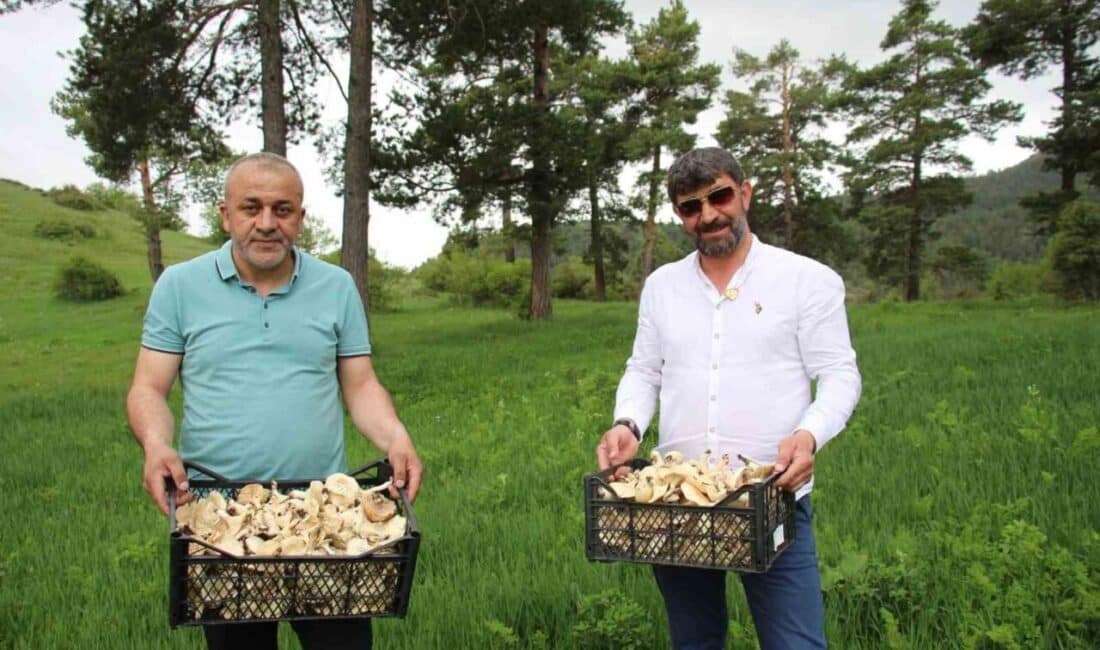 Acil Tıp Uzmanı Dr. Ömer Faruk İşleyen, doğadan toplanan mantarların