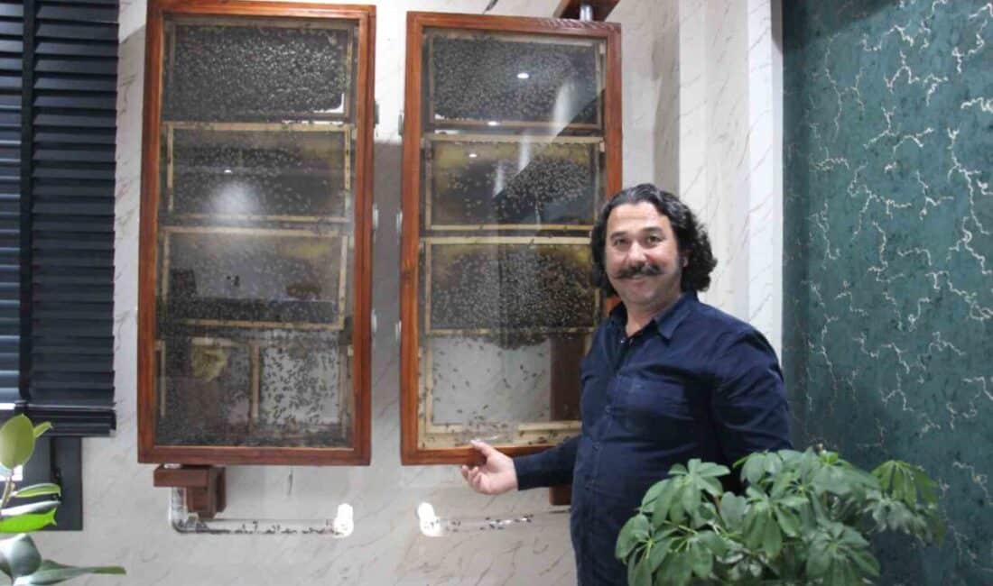 Hidayet Gülpınar, Aydın'daki fabrikasında ofisine kurduğu cam arı kovanıyla ilgilenerek,