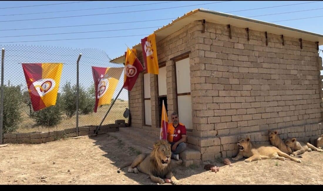 Diyarbakırlı aslan terbiyecisi Ahmet Akbey, kuzey Irak'taki Duhok'ta beslediği aslanlarıyla