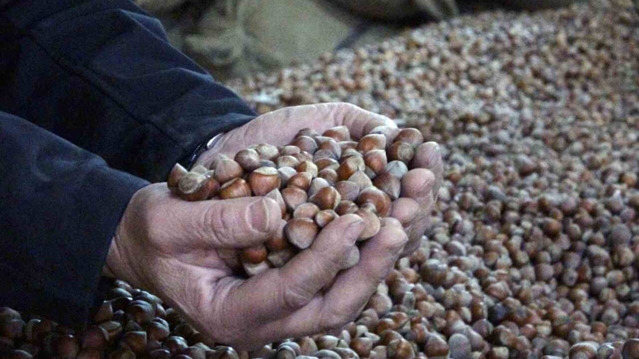 Uluslararası Sert Kabuklu Meyveler Konseyi, Türkiye'nin 2025 fındık rekoltesini 610