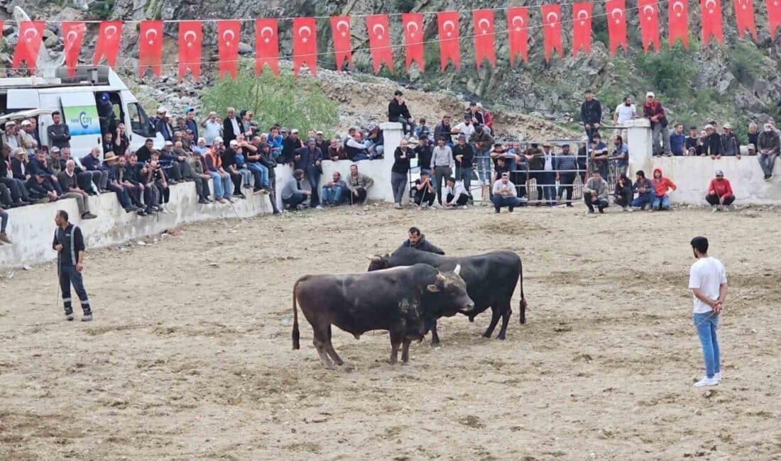 Erzurum'un İspir ilçesinde gerçekleştirilen boğa güreşleri sırasında sahipleri arasında çıkan