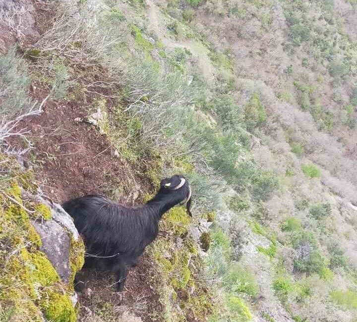 Tokat’ta kayalıklarda mahsur kalan keçi, AFAD ekipleri tarafından kurtarıldı. Tokat’ın Turhal ilçesindeki Derbentçi köyünde kayalıklarda mahsur kalan bir keçi,