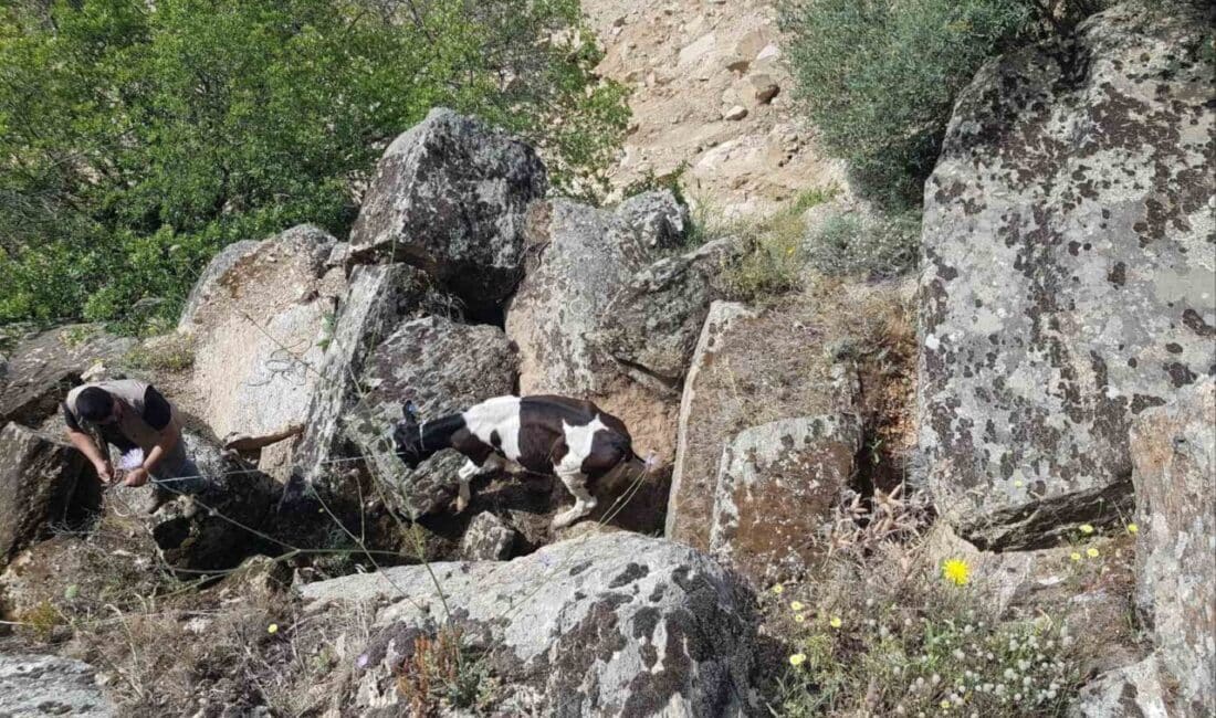 Kayıp İnekler Drone ile Bulundu, Uçurumdan Kurtarıldı Aydın'ın Koçarlı ilçesinde M.A.A. adlı vatandaşa ait iki büyükbaş hayvan,