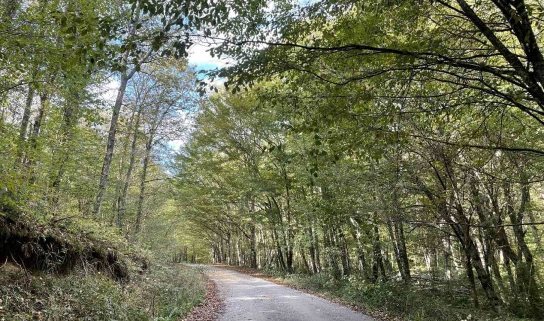 Kırklareli’nde Ormanlık Alanlara Giriş 177 Gün Süreyle Yasaklandı Kırklareli Valiliği, 8 Mayıs 2025'ten itibaren ormanlık alanlara 31 Ekim