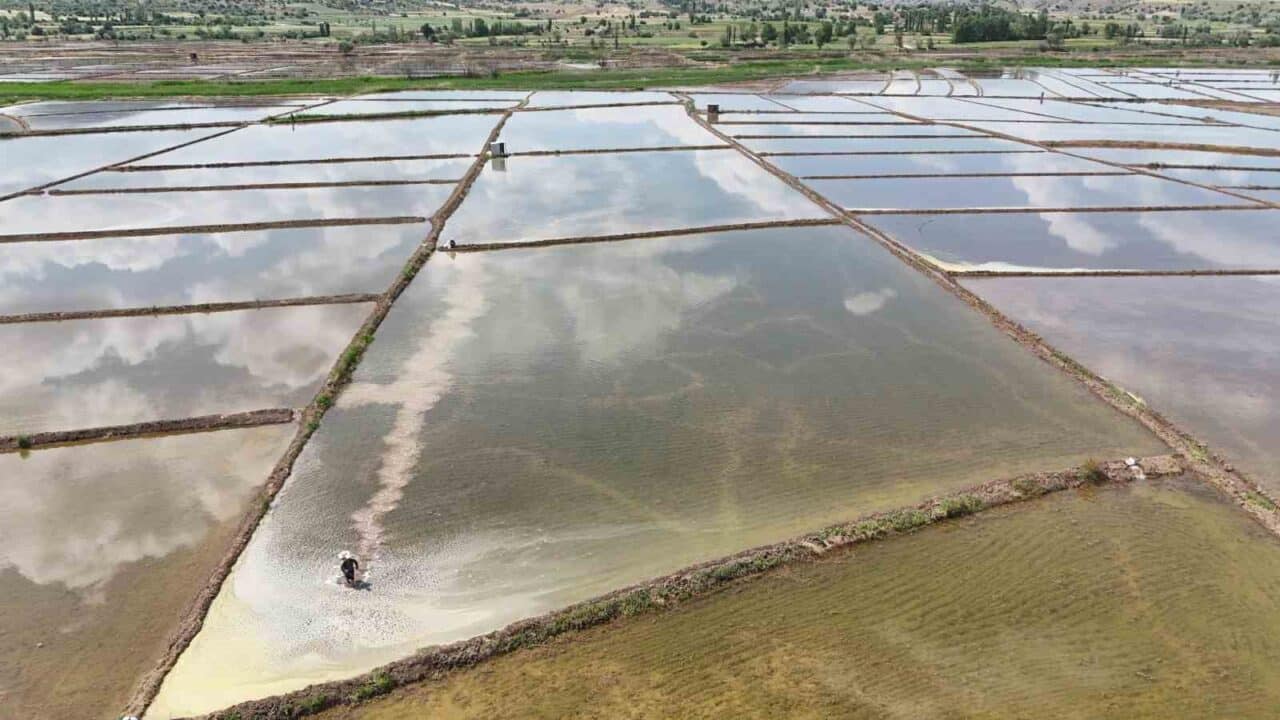Çorum'da çeltik ekimine başlandı. Çiftçiler, Kızılırmak Nehri'nden beslenen tarlalarda, özellikle