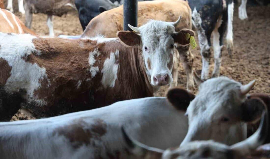 Kurban Bayramı yaklaşırken, büyükbaş hayvanlara talep artışı gözlemleniyor. Konya'daki çiftlik