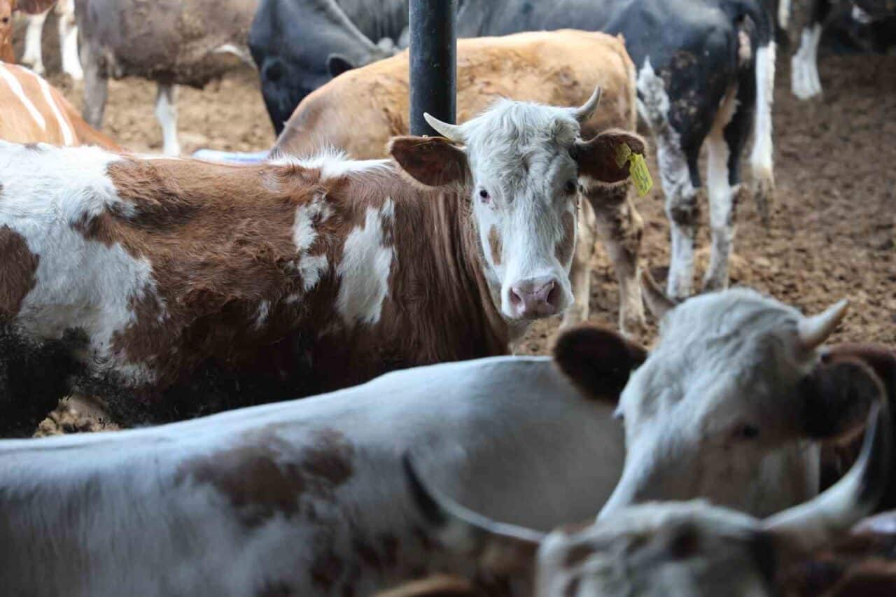 Kurban Bayramı yaklaşırken, büyükbaş hayvanlara talep artışı gözlemleniyor. Konya'daki çiftlik