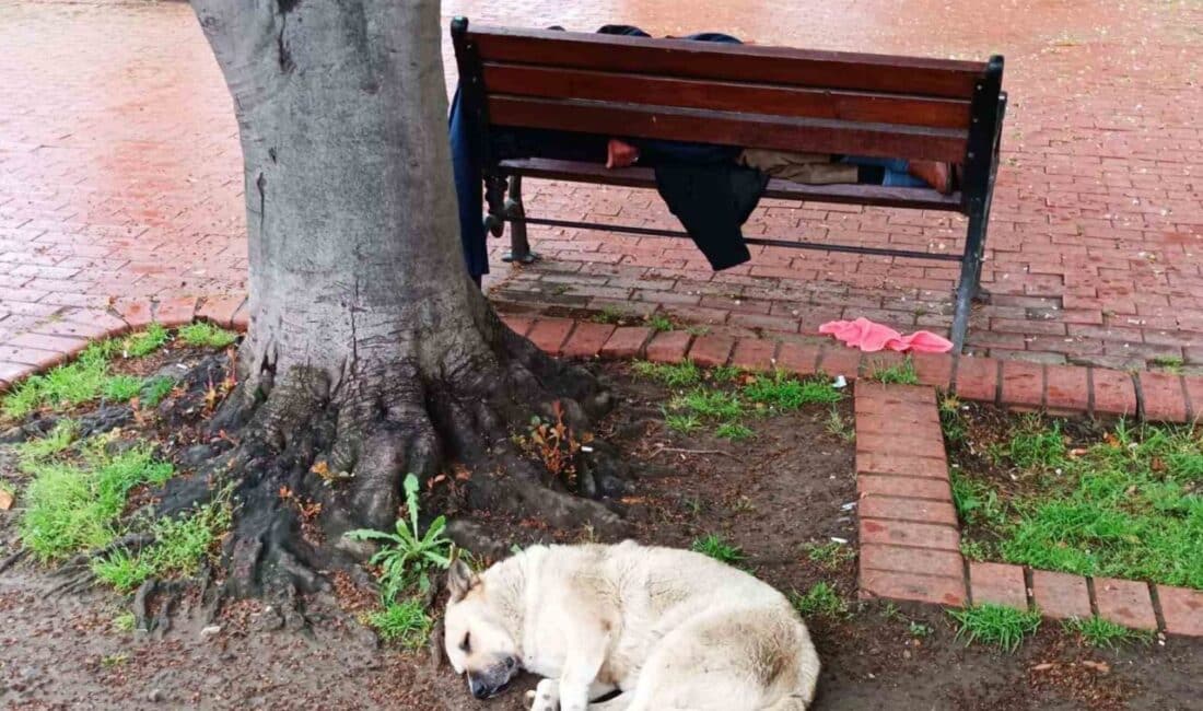 Samsun’da Sokak Köpeği Uyuyan Adamı Sadakatle Korudu Samsun'un İlkadım ilçesindeki Anıt Park'ta uyuyan bir adamın başında nöbet