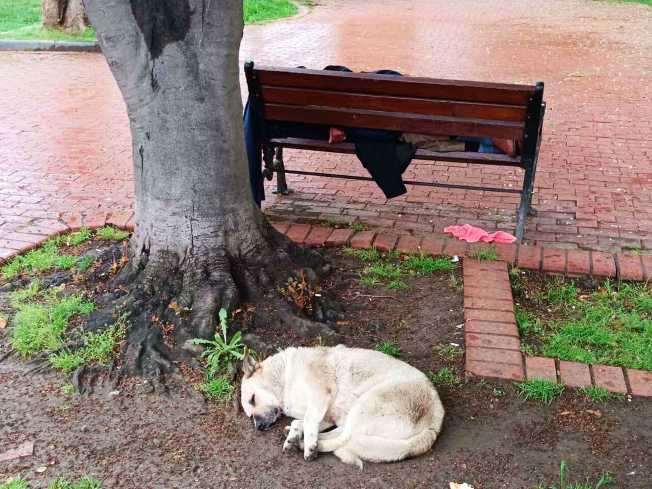 Samsun'un İlkadım ilçesindeki Anıt Park'ta uyuyan bir adamın başında nöbet