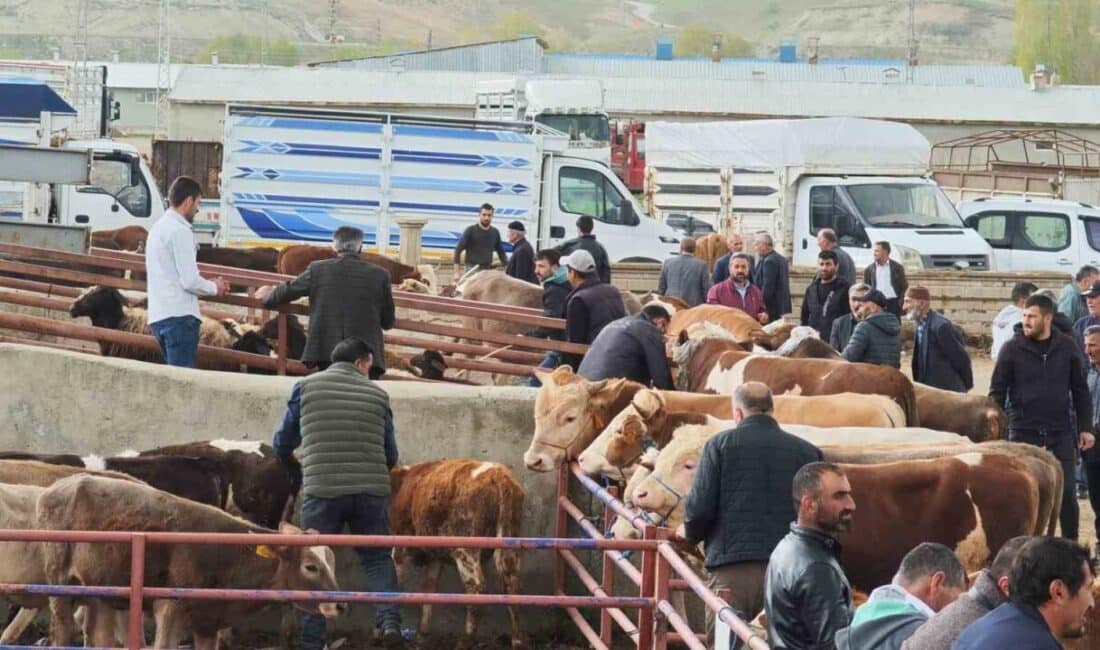 Erzurum Aşkale'de pazar günleri kurulan hayvan pazarında Kurban Bayramı için