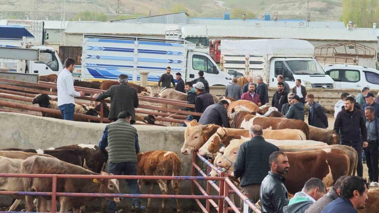 Erzurum Aşkale'de pazar günleri kurulan hayvan pazarında Kurban Bayramı için